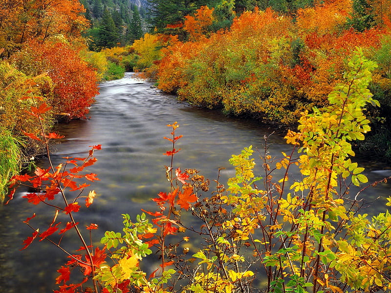River in autumn, colorful, silent, quiet, lovely, bonito, foliage ...