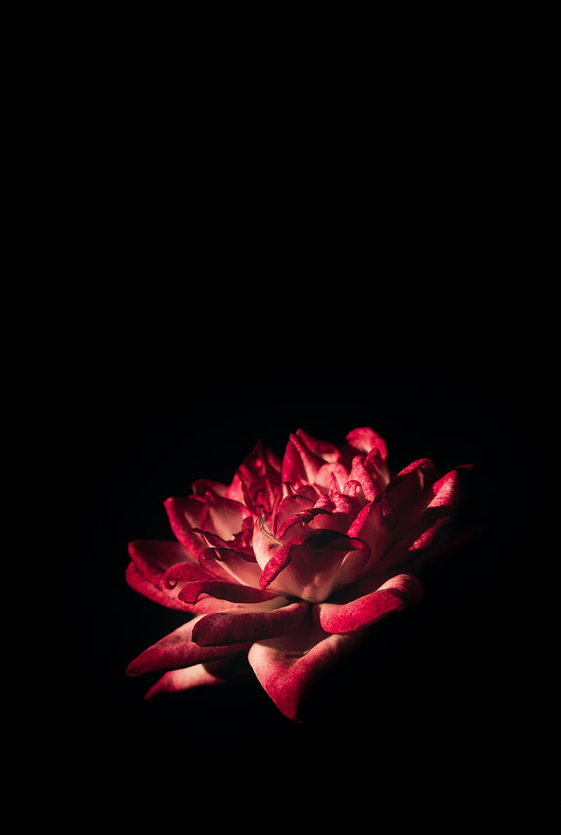 Red flower, black, screen, HD phone wallpaper | Peakpx