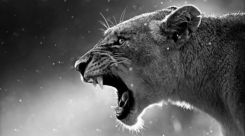 León ultra ultra, animales, salvaje, león, animal, rugido, Fondo de pantalla  HD | Peakpx