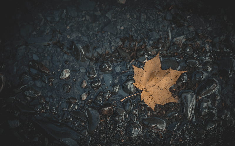 leaf, maple, stones, autumn, water, fallen, HD wallpaper