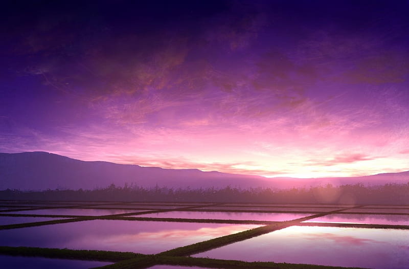 Rice Fields, rice, japan, japanese, purple, cg, anime, fields, scenery, HD wallpaper