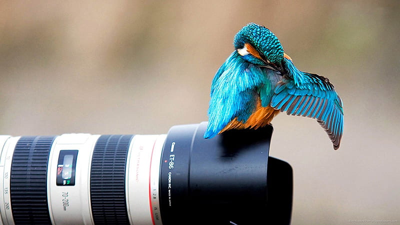 bird on a camera-graphy, HD wallpaper