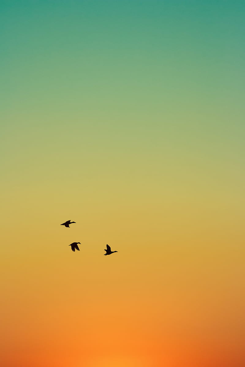 ducks, birds, flight, sunset, sky, HD phone wallpaper
