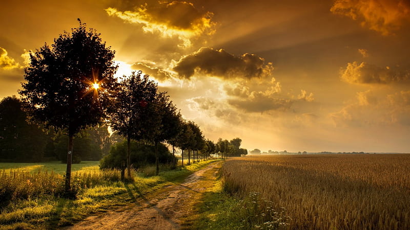 sunshine over road by a wheat field, sun, wheat, road, trees, clouds, field, HD wallpaper