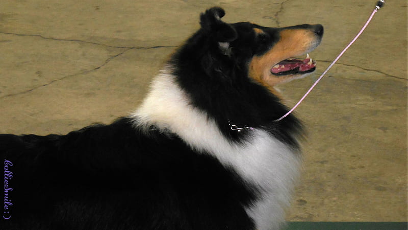 Beautiful Tricolor Collie, pink leash, kati, canine, rough collie, show ring, dog show, canines, collie, tricolor, collies, HD wallpaper
