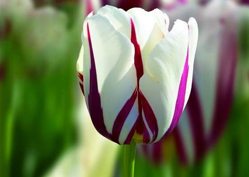 Beautiful Tulip, flower, white, purple, tulip, HD wallpaper | Peakpx