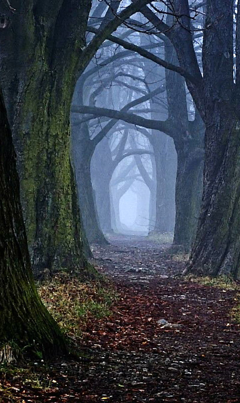 the spooky woods