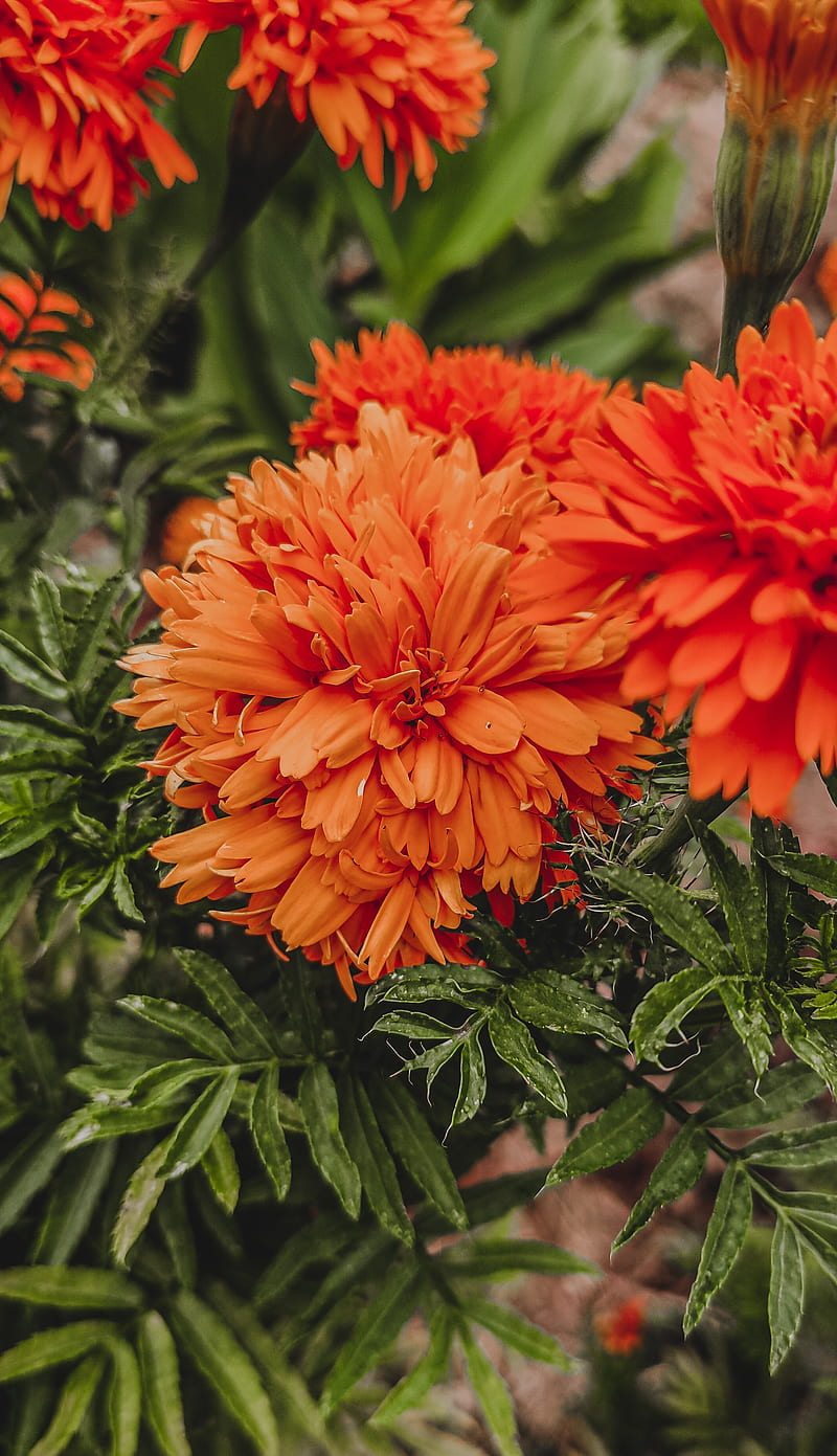 Flor de naranja, flor, verde, laranja, Fondo de pantalla de teléfono HD