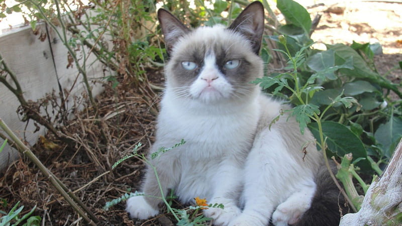 Grumpy Cat, cute, tardar sauce, cats, animals, HD wallpaper | Peakpx