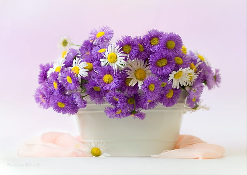 still life, pretty, vase, bonito, gently, graphy, nice, flowers, beauty, harmony, lovely, elegantly, daisies, cool, purple, bouquet, flower, scarf, white, HD wallpaper