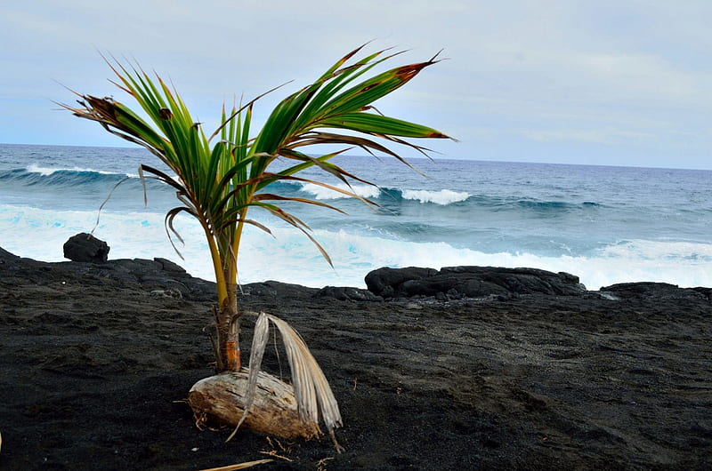 Coconut Tree on Lava Rock, polynesia, rock, palm, volcano, sea, beach, lavar, exotic, islands, ocean, coconut, hawaii, pacific, lava, big island, south, tree, paradise, volcanic, island, tropical, hawaiian, HD wallpaper