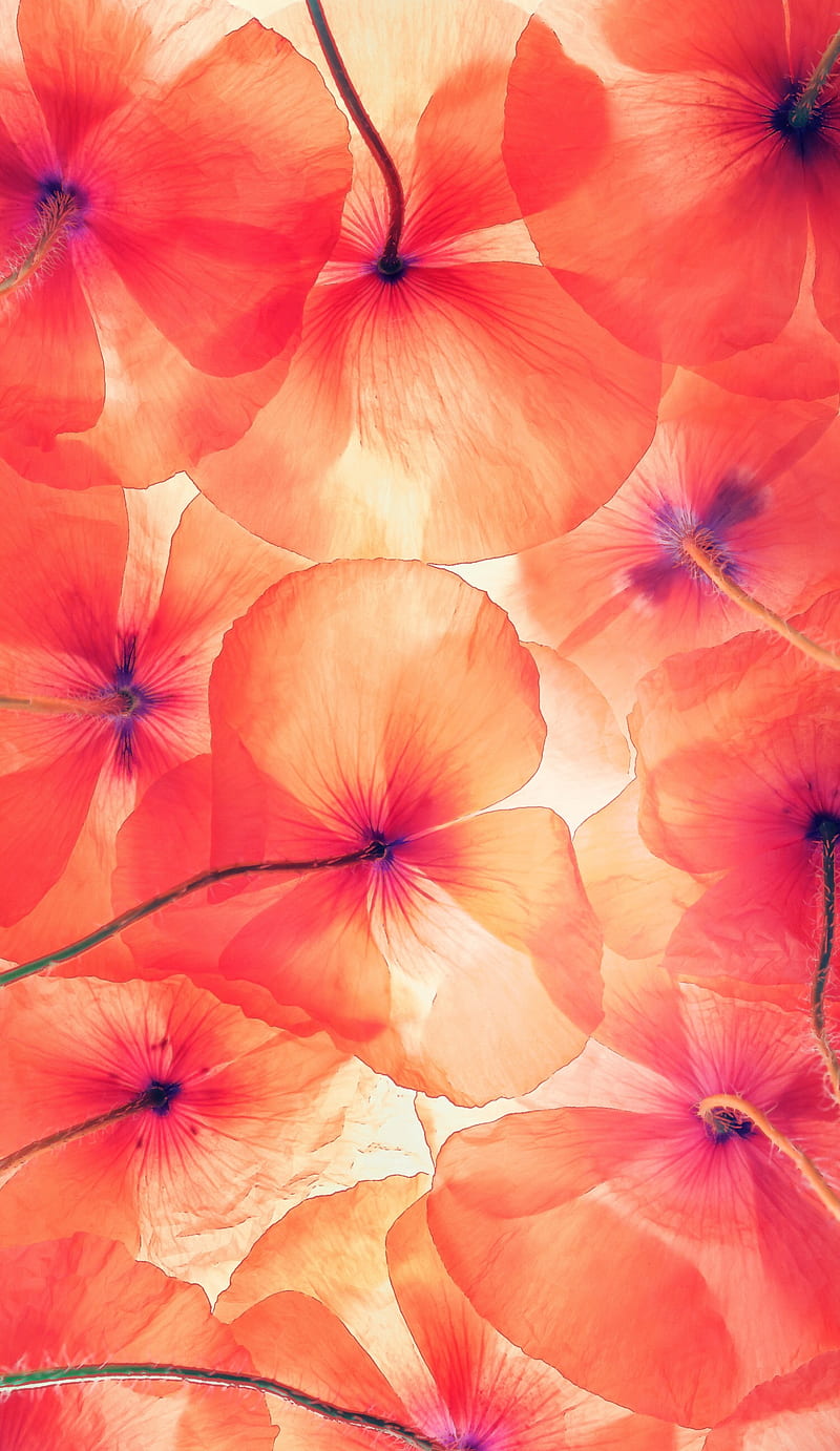 Poppy, flower, nature, orange, red, sun, translucent, HD phone wallpaper