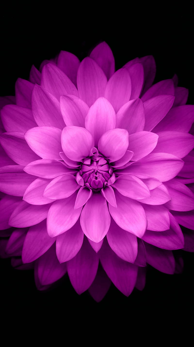 HD flowers iphone 6 wallpapers | Peakpx