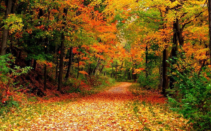 Path Through Autumn Forest Autumn Leaves Forests Paths Hd