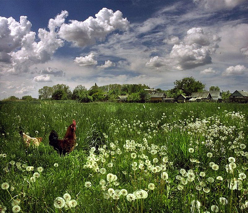 What A Wonderful Day, countryside, graphy, grass, cock, clouds, sky, buttercups, HD wallpaper