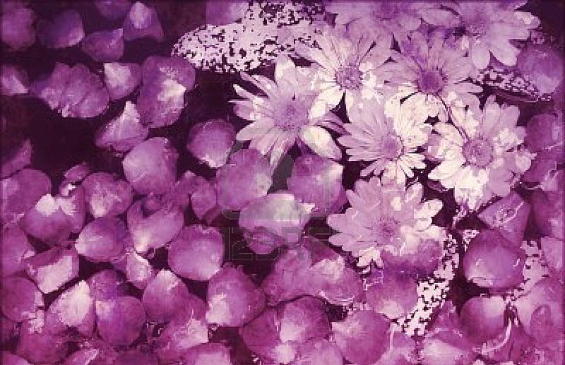 Mauve Flowers, flower petals, flowers, collage, mauve tones, HD