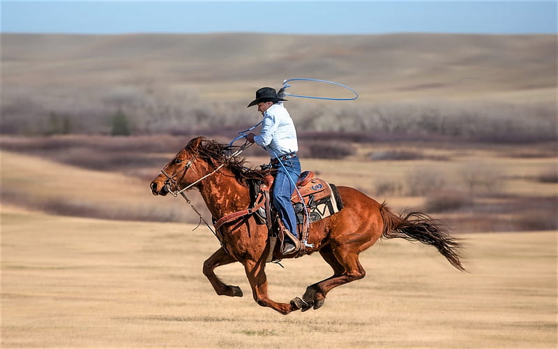 cowboy, lasso, horse, ride, HD wallpaper