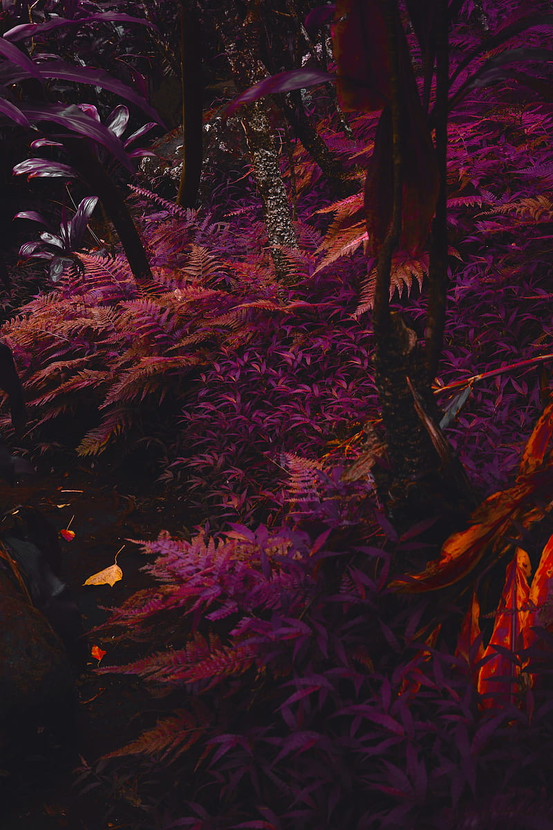 fern, plants, jungle, tropical, thick, purple, HD phone wallpaper