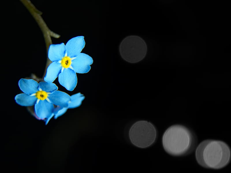 flowers, petals, blue, macro, HD wallpaper