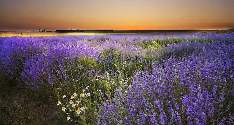 Lavender Field, Lavender, Field, Meadow, Nature, HD wallpaper