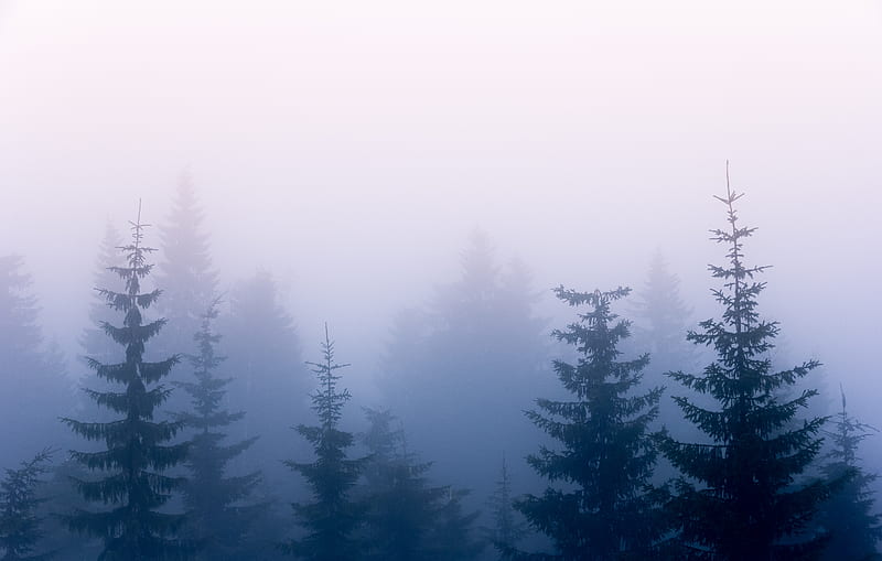 trees, fog, branches, sky, HD wallpaper