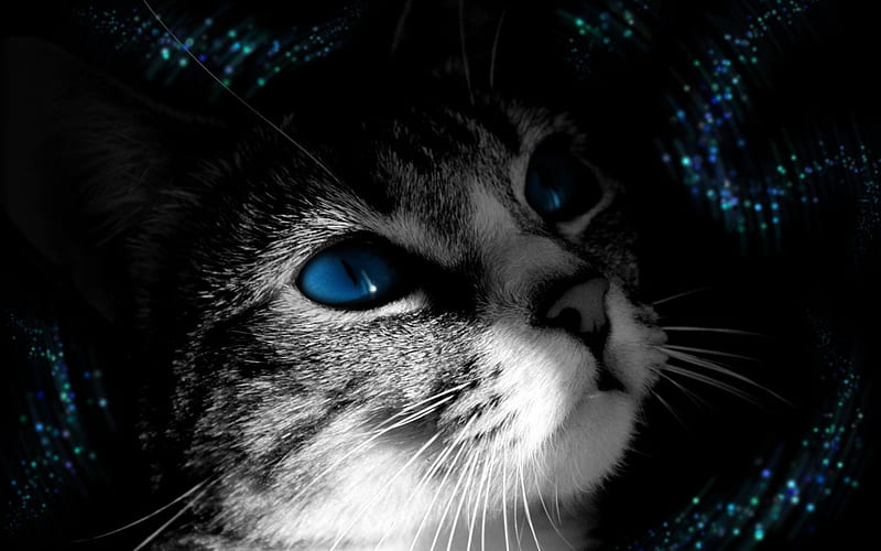 Dreaming, cat, kitten, blue eyes, HD wallpaper | Peakpx