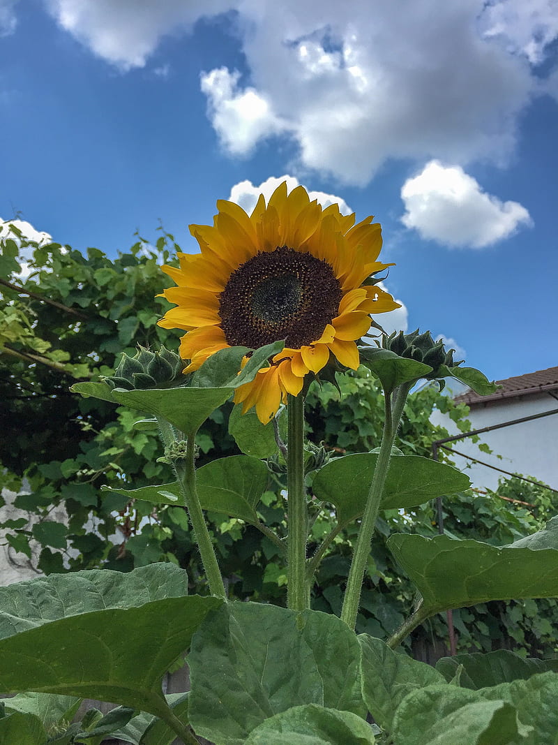a new beginning, flower, sun, sunflowers, HD phone wallpaper