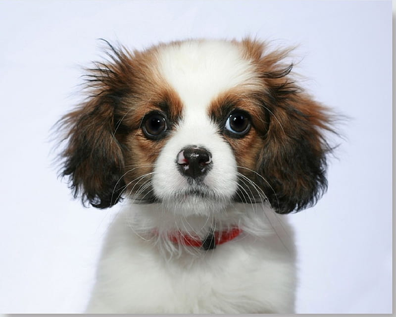 Cute dog, domestic, cute, portrait, dog, HD wallpaper