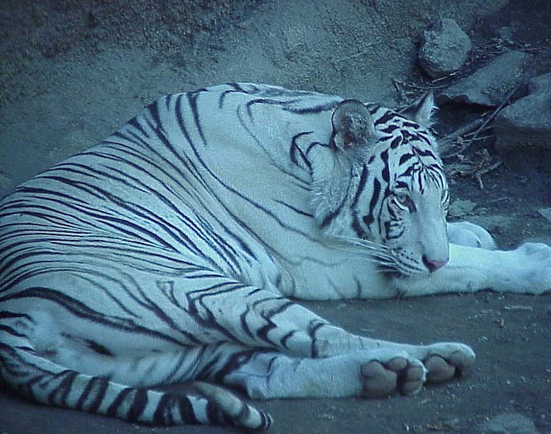 Tigre branco, tiger, tiger, big cat, animal, HD wallpaper