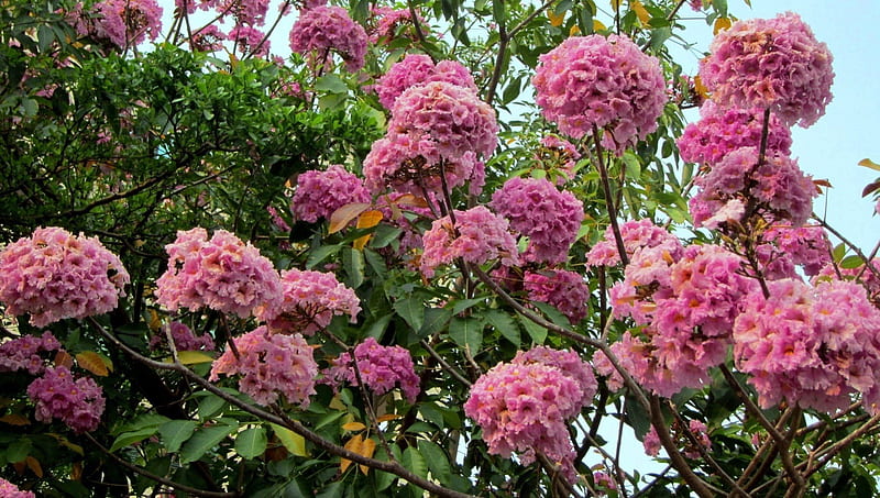 Rosy Trumpet Tree, Calyx tube tubular, Deciduous tree, Flowers like wind chimes, pink, HD wallpaper