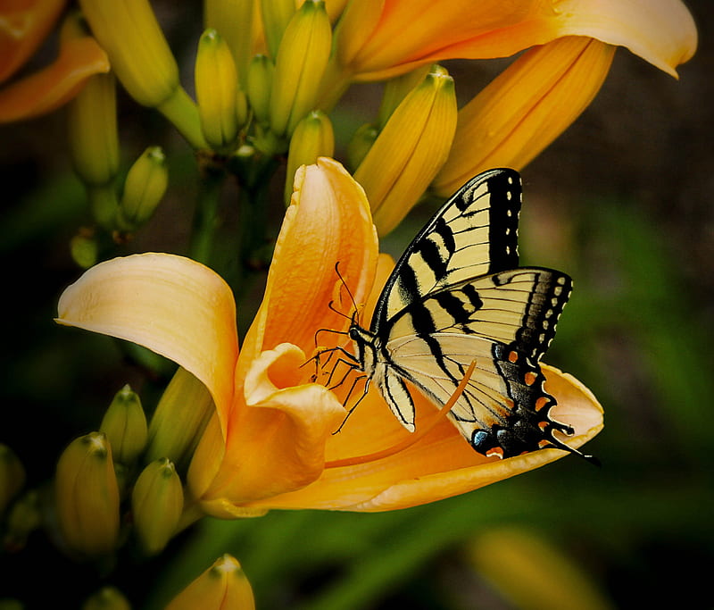 Black and White Butterfly Perch on Yellow Petaled Flower, HD wallpaper