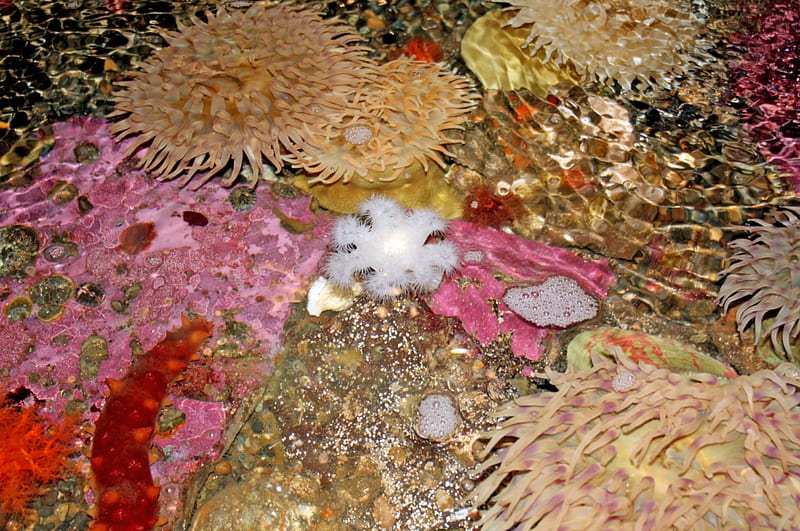 Underwater Sea Plants, corals, Sea, Plants, Oceans, Shells, Underwater, Nature, HD wallpaper