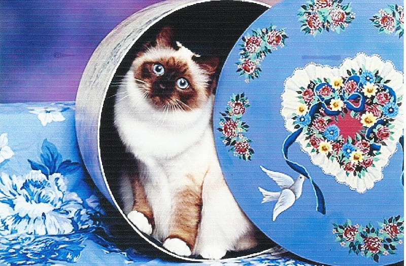 Cat Wallpaper for Franklins Phone 