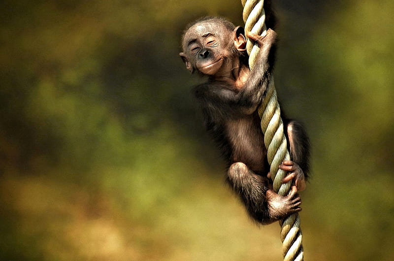 Cute little Monkey, Baby, cute, Animal, Monkey, HD wallpaper