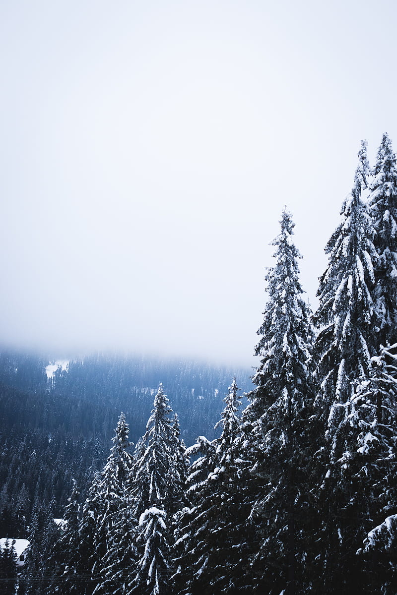 trees, forest, fog, pine, snow, HD phone wallpaper