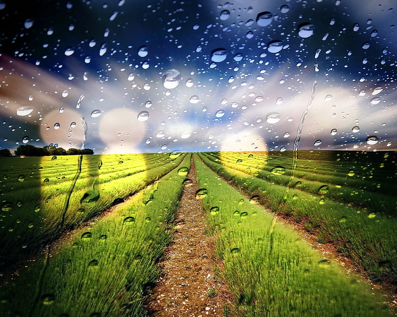 rainy field, cool, drops, landscape, nature, new, rain, water, HD wallpaper