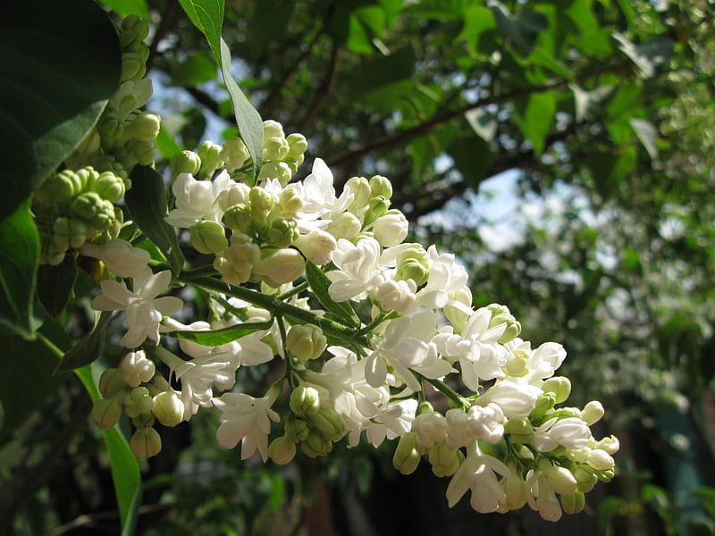 White lilac, lilac, spring, white, macro, HD wallpaper | Peakpx