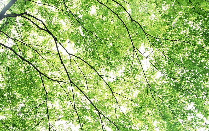 16 Pastel Green Maple Tree -Sunlight Through Maple Leaves, HD wallpaper