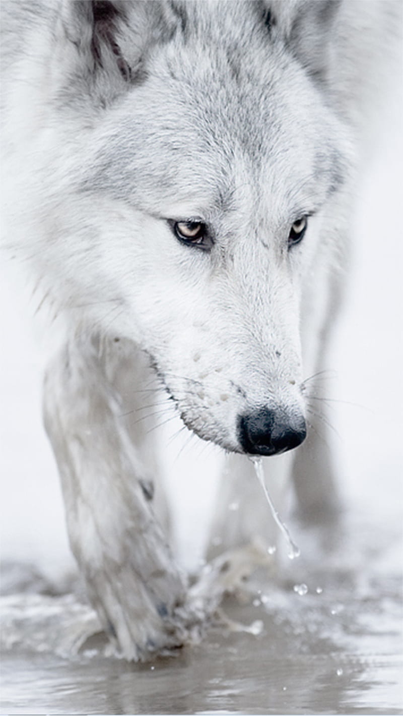 Wolf, animal, majestic, white, wild, HD phone wallpaper