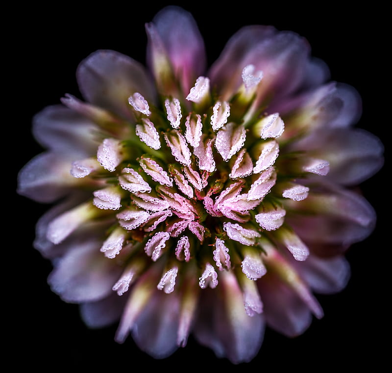 Close-up Shot Of Pink Flower, HD wallpaper