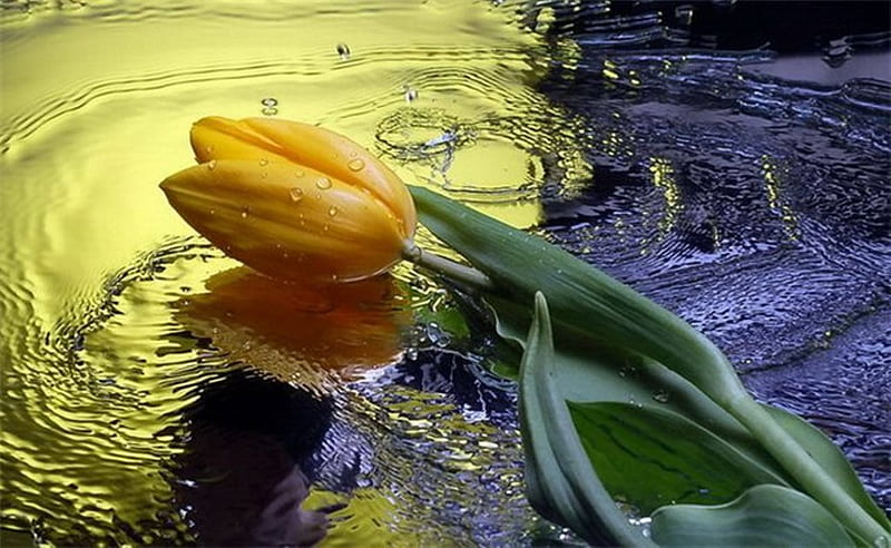 Single wet tulip, circle, yellow tulip, drops, missing, water drops, love, flower, beauty, rain, single, tulip, light, HD wallpaper