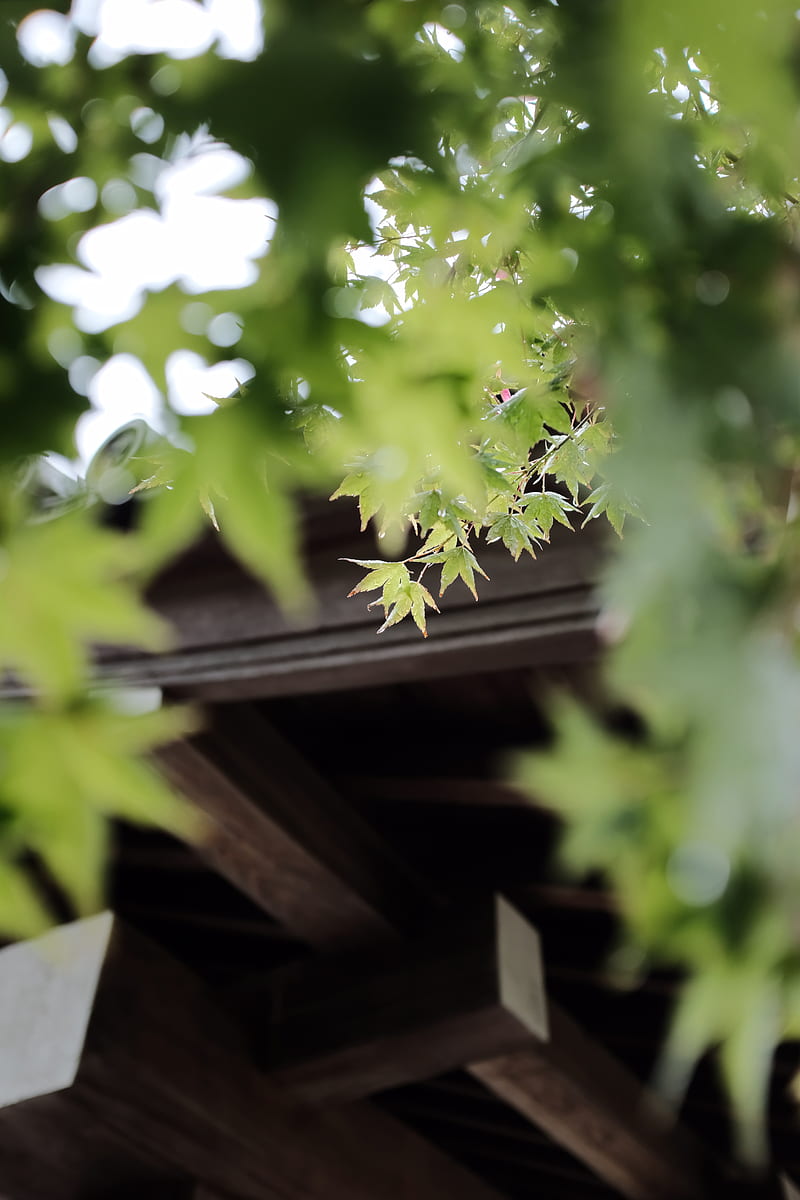 green leaves on brown wooden roof, HD phone wallpaper