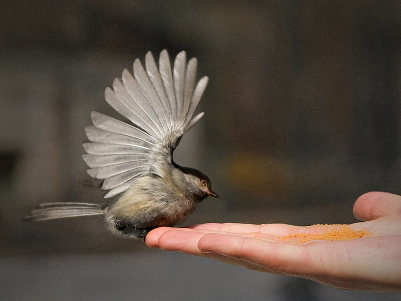 THE HAND THAT GIVES..., feeding, bird, hand, wingspan, adjusting, HD wallpaper