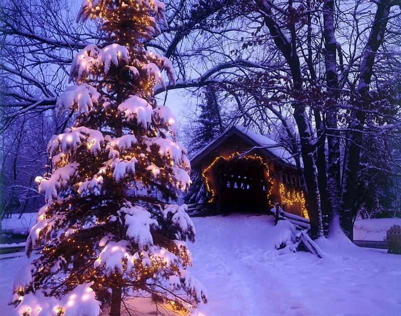 Christmas tree, snow, nature, winter, lightining, HD wallpaper
