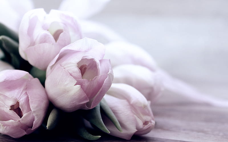 pink tulips, beautiful flowers, spring flowers, pink floral background, HD wallpaper