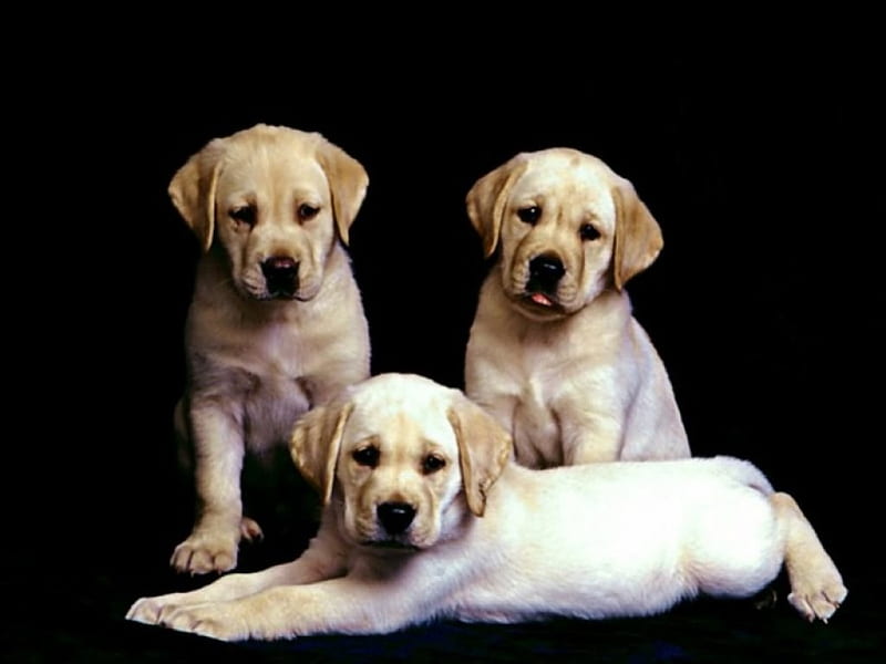 3 musketeers, three, cute, puppies, HD wallpaper