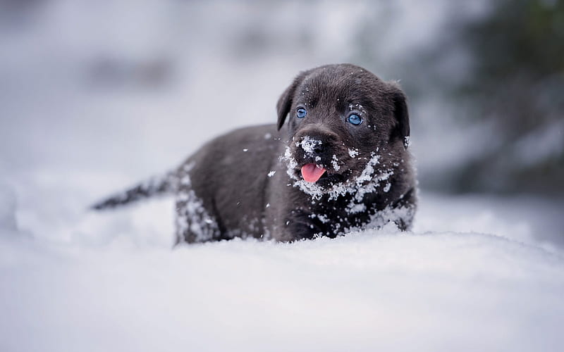 black little puppy, labrador, snow, winter, cute little animals, dogs, black labrador, HD wallpaper