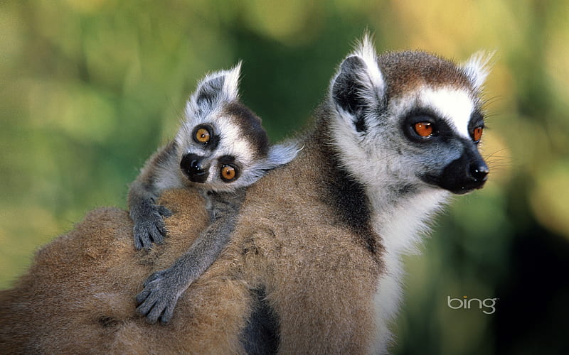 close up of a ring tailed lemur with its offspring, up, close, a, ring, HD wallpaper