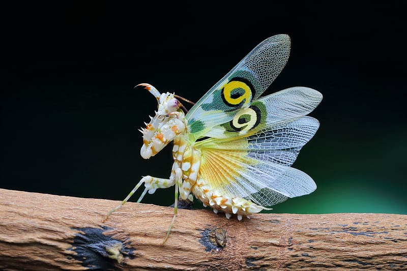 Praying Mantis, insect, yellow, wings, calugarita, nature, HD wallpaper