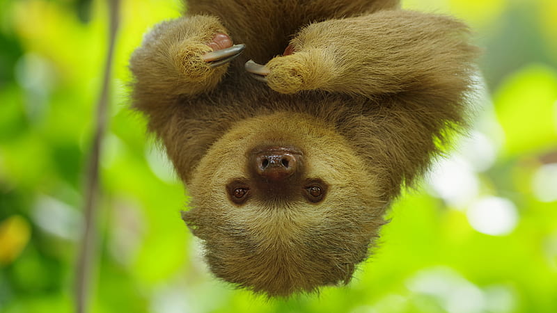 Baby sloth, animal, upside down, cute, sloth, green, lenes, baby, HD wallpaper